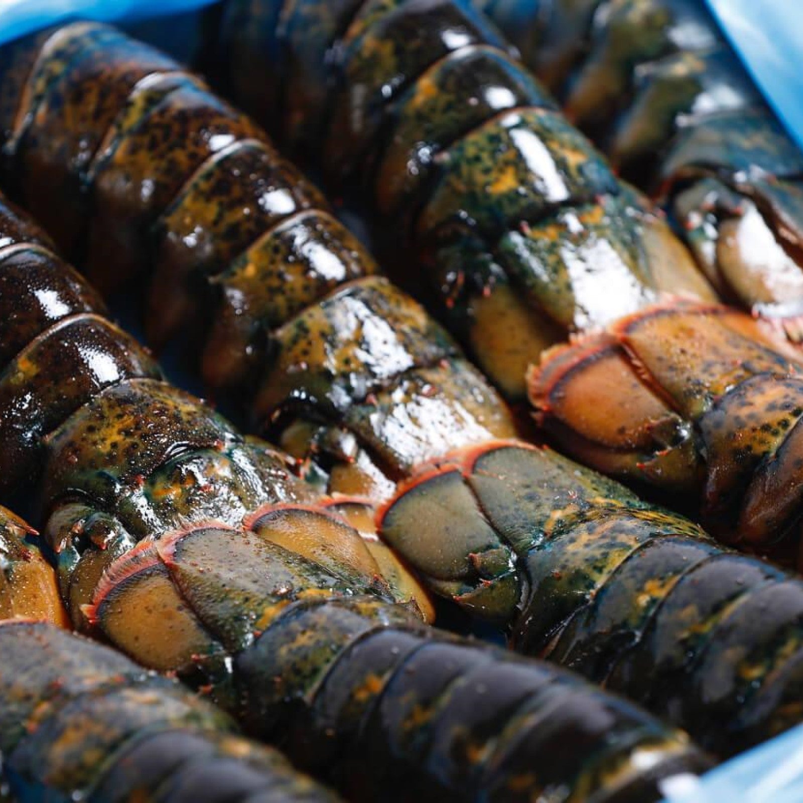 Rocky Point Lobster Tail Raw Frozen ±4.54kg – ShopEuraco
