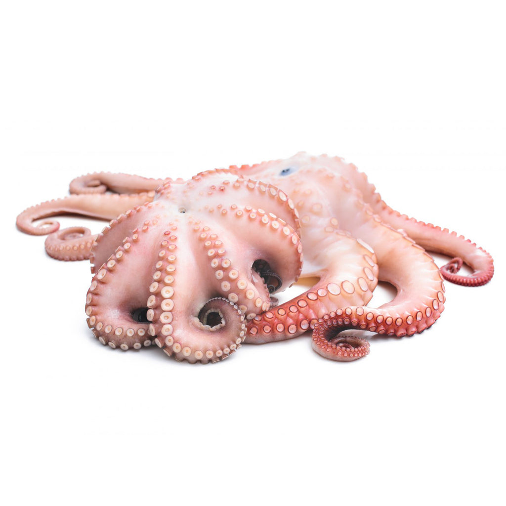Octopus #3 Whole Raw Frozen